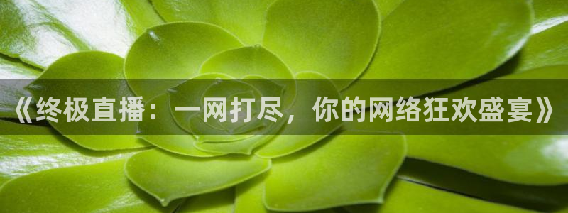 178体育比赛直播：《终极直播：一网打尽，你的网络狂欢盛宴》